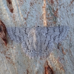 Crypsiphona ocultaria (Red-lined Looper Moth) at Mount Painter - 22 Mar 2020 by CathB