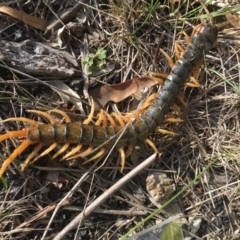 Ethmostigmus rubripes (Giant centipede) at Yass River, NSW - 24 Mar 2020 by SueMcIntyre