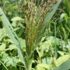 Panicum capillare/hillmanii (Exotic/Invasive Panic Grass) at Aranda Bushland - 18 Mar 2020 by CathB
