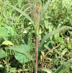 Panicum capillare/hillmanii at Dunlop, ACT - 18 Mar 2020