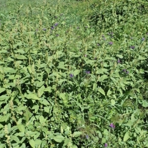 Panicum capillare/hillmanii at Dunlop, ACT - 18 Mar 2020