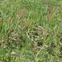 Panicum capillare/hillmanii (Exotic/Invasive Panic Grass) at Cook, ACT - 18 Mar 2020 by CathB