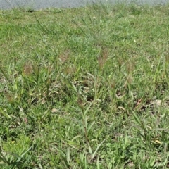 Panicum capillare/hillmanii at Cook, ACT - 18 Mar 2020