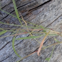 Eragrostis cilianensis at Dunlop, ACT - 22 Mar 2020