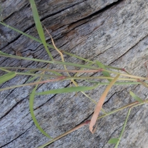 Eragrostis cilianensis at Dunlop, ACT - 22 Mar 2020