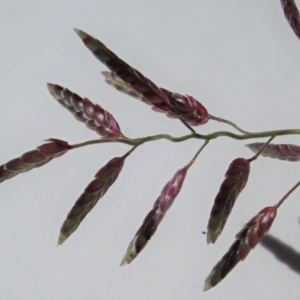 Eragrostis cilianensis at Dunlop, ACT - 22 Mar 2020