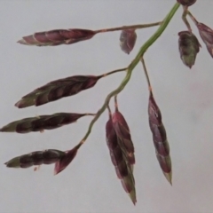 Eragrostis cilianensis at Dunlop, ACT - 22 Mar 2020