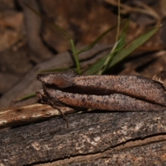 Nisista undescribed species (genus) (A geometer moth) at Tidbinbilla Nature Reserve - 10 Nov 2018 by GlennCocking