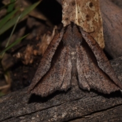 Nisista undescribed species (genus) at Paddys River, ACT - 11 Nov 2018