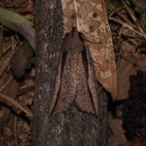 Nisista undescribed species (genus) at Paddys River, ACT - 11 Nov 2018