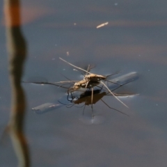 Gerridae (family) (Water strider) at Rosedale, NSW - 22 Mar 2020 by jbromilow50