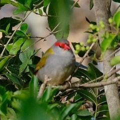 Neochmia temporalis (Red-browed Finch) at Melba, ACT - 25 Mar 2020 by Kurt