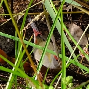 Neochmia temporalis at Melba, ACT - 25 Mar 2020