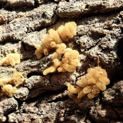 Arcyria sp. (genus) (A slime mould) at Cook, ACT - 24 Mar 2020 by CathB