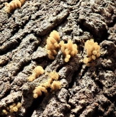 Arcyria sp. (genus) at Cook, ACT - 24 Mar 2020