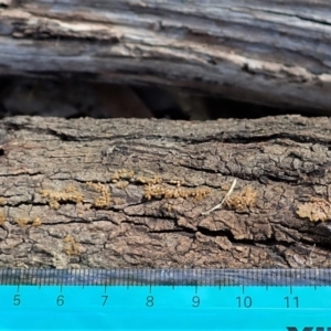 Arcyria sp. (genus) at Cook, ACT - 24 Mar 2020