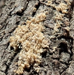Arcyria sp. (genus) at Cook, ACT - 24 Mar 2020