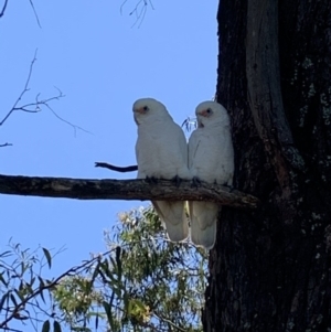 Cacatua sanguinea at Moss Vale - 18 Mar 2020