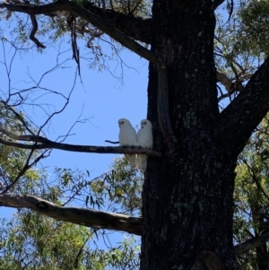 Cacatua sanguinea at Moss Vale - 18 Mar 2020