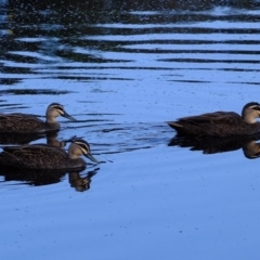 Anas superciliosa (Pacific Black Duck) at Melba, ACT - 25 Mar 2020 by Kurt