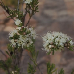 Kunzea ericoides (Burgan) at Paddys River, ACT - 29 Dec 2019 by michaelb