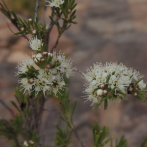 Kunzea ericoides at Paddys River, ACT - 29 Dec 2019