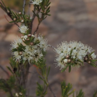 Kunzea ericoides (Burgan) at Bullen Range - 29 Dec 2019 by michaelb