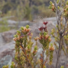 Calytrix tetragona (Common Fringe-myrtle) at Paddys River, ACT - 29 Dec 2019 by MichaelBedingfield