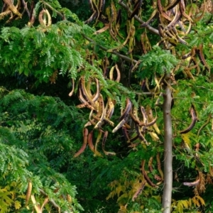 Gleditsia triacanthos at Melba, ACT - 26 Mar 2020