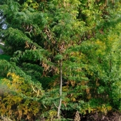 Gleditsia triacanthos at Melba, ACT - 26 Mar 2020