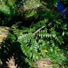 Gleditsia triacanthos at Melba, ACT - 26 Mar 2020