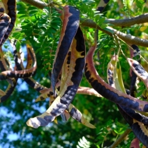 Gleditsia triacanthos at Melba, ACT - 26 Mar 2020