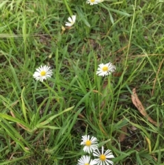 Brachyscome mittagongensis at Wingecarribee Local Government Area - 24 Mar 2020 by BLSHTwo