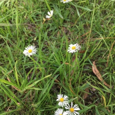 Brachyscome mittagongensis at Wingecarribee Local Government Area - 24 Mar 2020 by BLSHTwo