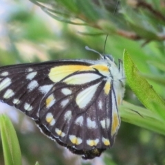 Belenois java (Caper White) at Wollogorang, NSW - 24 Mar 2020 by Christine
