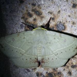 Anthela acuta at Mollymook Beach, NSW - 21 Mar 2020 08:46 PM