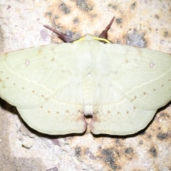 Anthela acuta at Mollymook Beach, NSW - 21 Mar 2020 08:46 PM