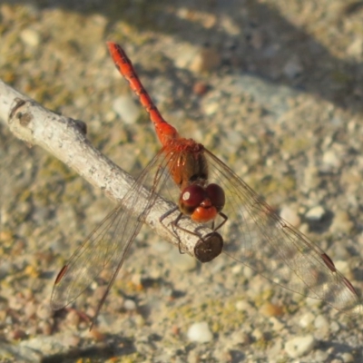 Diplacodes bipunctata (Wandering Percher) at Wollogorang, NSW - 24 Mar 2020 by Christine