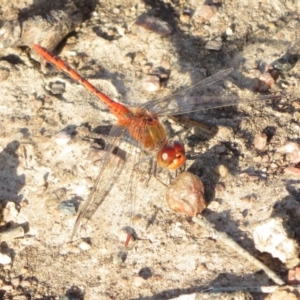 Diplacodes bipunctata at Wollogorang, NSW - 24 Mar 2020