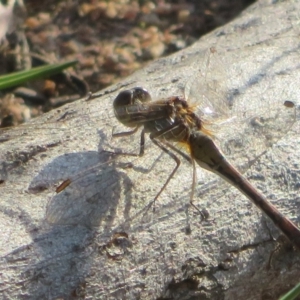 Diplacodes bipunctata at Wollogorang, NSW - 24 Mar 2020