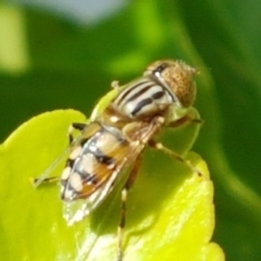 Eristalinus punctulatus (Golden Native Drone Fly) at Holt, ACT - 25 Mar 2020 by trevorpreston