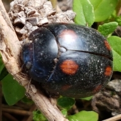 Paropsisterna octosignata (Eucalyptus leaf beetle) at Stromlo, ACT - 25 Mar 2020 by tpreston