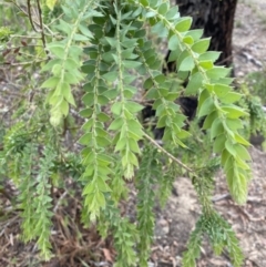 Acacia vestita (Hairy Wattle) at Aranda, ACT - 24 Mar 2020 by rhyshardy