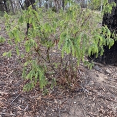 Acacia vestita at Aranda, ACT - 25 Mar 2020 10:00 AM