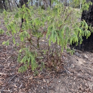 Acacia vestita at Aranda, ACT - 25 Mar 2020