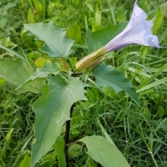 Datura stramonium (Common Thornapple) at Coree, ACT - 25 Mar 2020 by trevorpreston