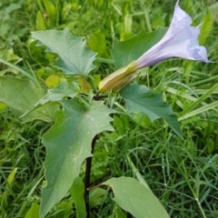 Datura stramonium (Common Thornapple) at Coree, ACT - 24 Mar 2020 by tpreston