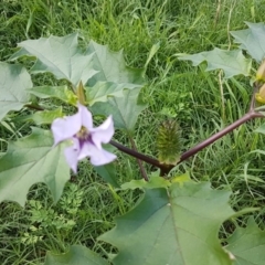 Datura stramonium at Coree, ACT - 25 Mar 2020