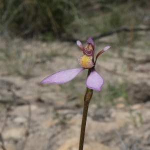 Eriochilus cucullatus at Theodore, ACT - suppressed