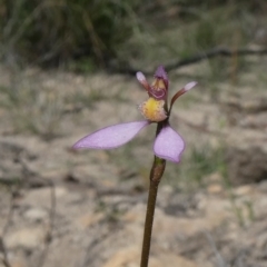 Eriochilus cucullatus (Parson's Bands) at Theodore, ACT - 25 Mar 2020 by Owen